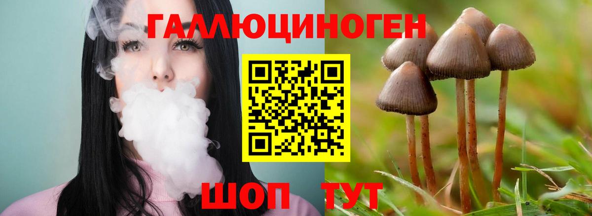 Псилоцибиновые грибы Psilocybe Ессентуки